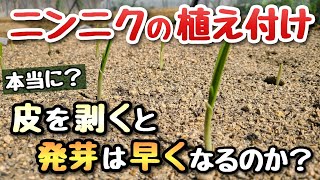 【ニンニク】皮を剥くと発芽は早くなるのか？浸水から発根までの日数は？