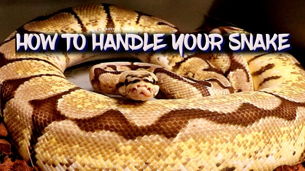 How To Handle Your Snake - For Beginners - YouTube