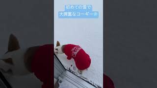 初めての雪で大興奮☃️とっても楽しそうなコーギー🐶　#corgi #shorts #コーギー #犬のいる暮らし