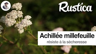 L’achillée millefeuille : une alternative au gazon ?