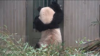 2020/1/4 (6) ラスト観覧！後ろに気配を感じたシャンシャン＾＾   Giant Panda Xiang Xiang