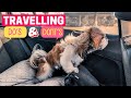 Tips for Traveling with Your Shih Tzu (Dos and Don'ts)