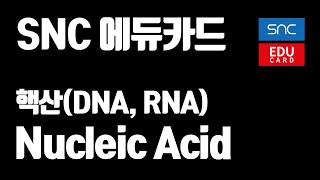 핵산(DNA, RNA)