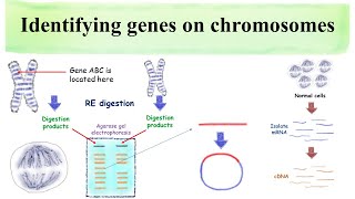 Identifying genes on chromosomes