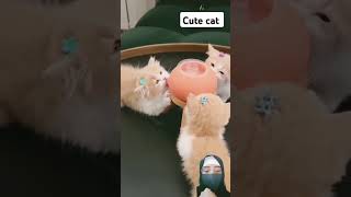 #funny #一只又廷 #它真的好像个小宝宝 #smartmeow #smartkitty #funnypets #funnycats