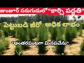 Sarugudu farming with kaarsi method | in telugu