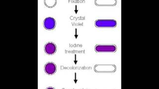 Gram stain 2.mp4