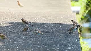 【野鳥観察】スズメの雛鳥が巣立っても餌をねだってかわいい！