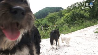 입산 통제 구역에 사람이 산다?! 전기가 들어오지 않는 오지 마을에 사는 강아지, 거위, 부부🌿 | KBS 인간극장 2018 방송