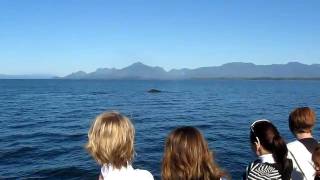 Hawkair 10th Anniversary Whale Watch Excursion