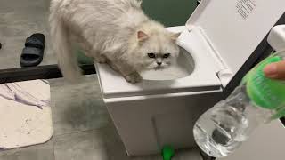 愛喝馬桶水的貓貓Cats who like to drink toilet water