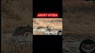 Leopard vs hyena #trending #animals #wildlife #leopard #vs #hyena #youtube #youtubeshorts #shorts