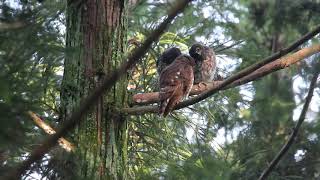 アオバズク親子　190716_01