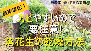 【落花生】収穫と乾燥方法のポイントを解説！【有機農家直伝！無農薬で育てる家庭菜園】　22/10/18