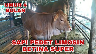 Sapi Pedet Betina Super Calon Indukan Joss