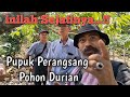 MEMBONGKAR RAHASIA PUPUK PERANGSANG BUAH POHON DURIAN #durian