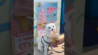 meiko的生活日記 白 しばいぬ White Shiba Inu 하얀색 시바 이누🍦 2024年6月21日🍨 台中 拉拉山 水蜜桃 霜淇淋 7-11 松豪門市 7-ELEVEN ice cream