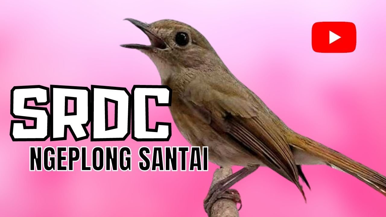 Masteran Srdc Bali Ngeplong Santai Youtube