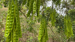 พามาชมต้นสะตอที่บ้านกำลังออกฝักเต็มต้นเลย#สะตอ#บ้านสวน#กระบี่#tree#lushgreen