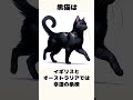 猫に関する雑学　 shorts 雑学 猫 動物 ネッコ