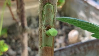 HURMA GÖZ AŞISI NASIL YAPILIR ?