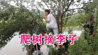 小北姑嫂去邻居家摘李子，小北爬树阿芝下塘，这俩吃货够拼