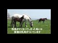 grandame japan優勝馬のふるさと／高山牧場（アスカリーブル号）