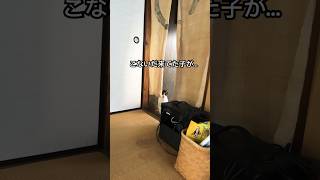 野良猫ちゃんが普通に入ってくる件.../せんちゃんは不在。 #猫との暮らし