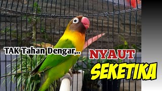 Dengar Suara Burung Lovebird Ngekek Panjang ini, Lovebird Apapun Jadi Gak Tahan, Nyaut SEKETIKA