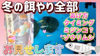 【屋外メダカ】冬の餌やり全部お見せします❗あげ方🩷量やタイミング🤗ミジンコやゾウリムシ‪💚越冬中のめだかの寝方😴うんち💩#飼育#ビオトープ#睡眠用#柿の葉#屋外飼育#1月