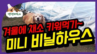 미니 비닐하우스 만들기 / 겨울에 채소 키워 먹기 / 겨울 야채 키우기