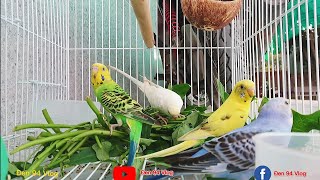 Tiếng Hót Chim Yến Phụng | Hãy Cho Yến Phụng Nghe Mỗi Ngày | Budgie Sounds For Lonely Birds