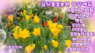 남사들꽃농원 마당에도 4월이 피었습니다#우산나물#이끼용담#캄파눌라(월동)#헨리안트문#엔젤패랭이#은엽가자니아#백합~