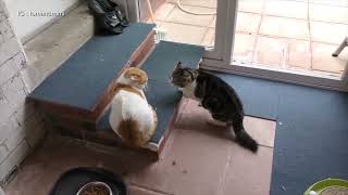 cat fights reversed