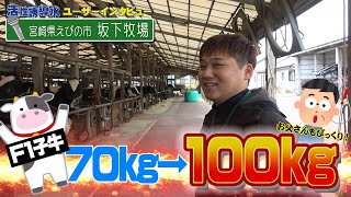 【初訪問】F1子牛が60日で70kg→100kgに！？宮崎県えびの市坂下牧場【DNW291】