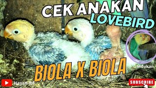 Cek anakan lovebird dari indukan biola x biola