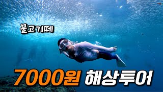 비싼 돈 들이지 마세요! 7,000원으로 즐기는 보홀 정어리떼 나팔링 셀프 투어 [ 필리핀 보홀 5 ]