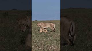 Maasai Mara Sightings Today  06/03/23 (Lions, Cheetah, etc) | Zebra Plains | #Wildlife #shortsafrica