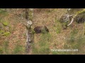 jabalí atacando a un oso pardo