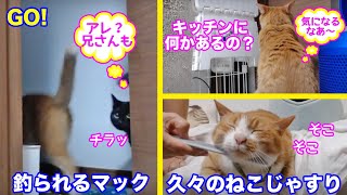 ＜2匹の猫通信＞「ほっこりライブ」ドア開けハッチに釣られるめめちゃんとマック！久々にねこじゃすり登場2020 06 15- Cat Live Stream in Japan - Cat Life TV