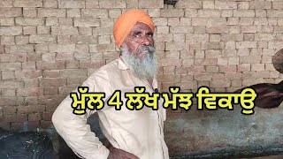 ਮੁੱਲ 4 ਲੱਖ ਮੱਝ ਵਿਕਾਉ। Bawa dairy farm