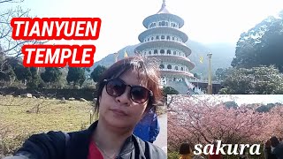 a visit to Tianyuen Temple \u0026 cherry blossom #Tamsui