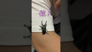 難得一見一發入魂 Papuakin special gift #beetle