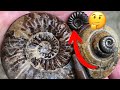 I can’t believe I found this fossil hunting surprise!🤔(Part 1)