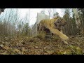 Incredibly Rare Siberian Tiger by Jungle Beats Photography