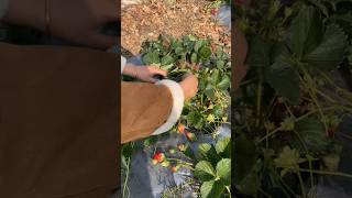 Prune empty branches and remove old leaves#Strawberry #Strawberry🍓Ayan #strawberryfarming