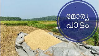 മോര്യ പാടം #നെല്ല് #പാടം #farmers #rice