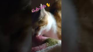 毛布ふみふみ猫③🐈