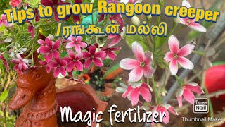 Tips to grow Rangoon creeper/malli/ flower booster/fertilizer/ Tamil/Anithas Gardening Tips