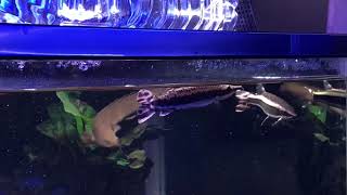 ポリプテルスの混泳魚ハイドロシナスガー達が人工餌に餌付きました！